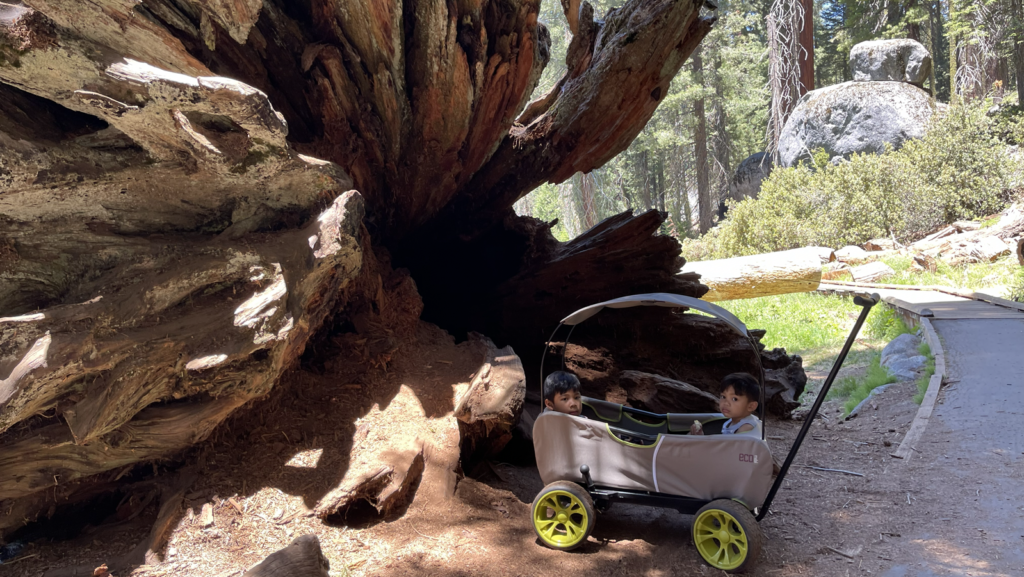 kids riding in an off road wagon at sequoia national park